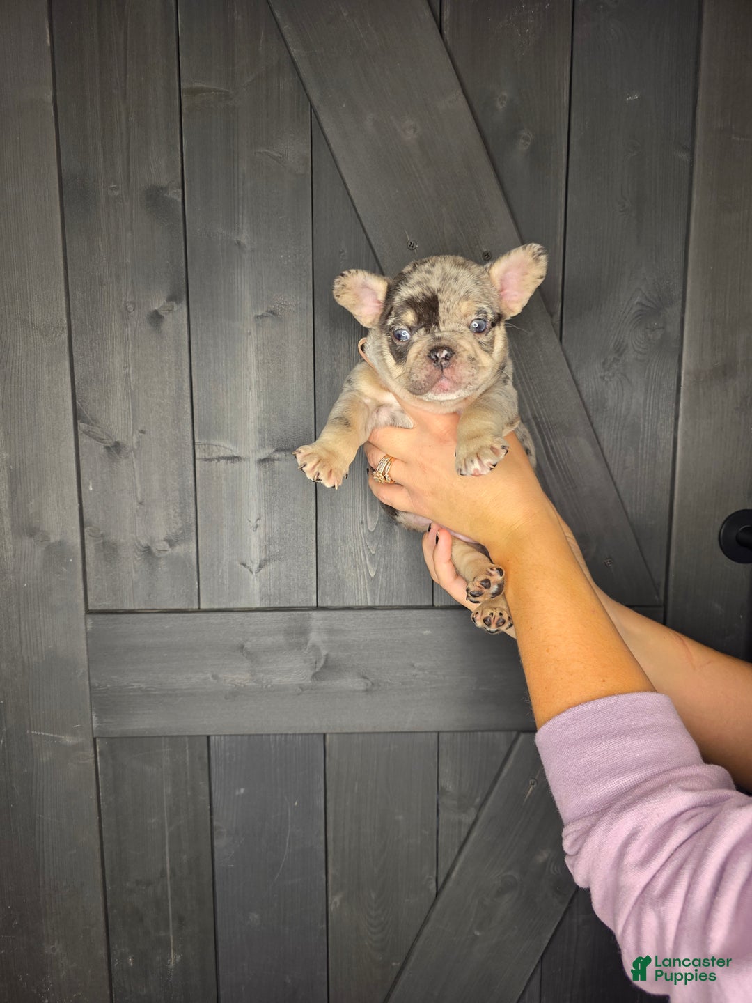 French Bulldog dogs for sale: French Bulldog Puppy 4 - Ad 11
