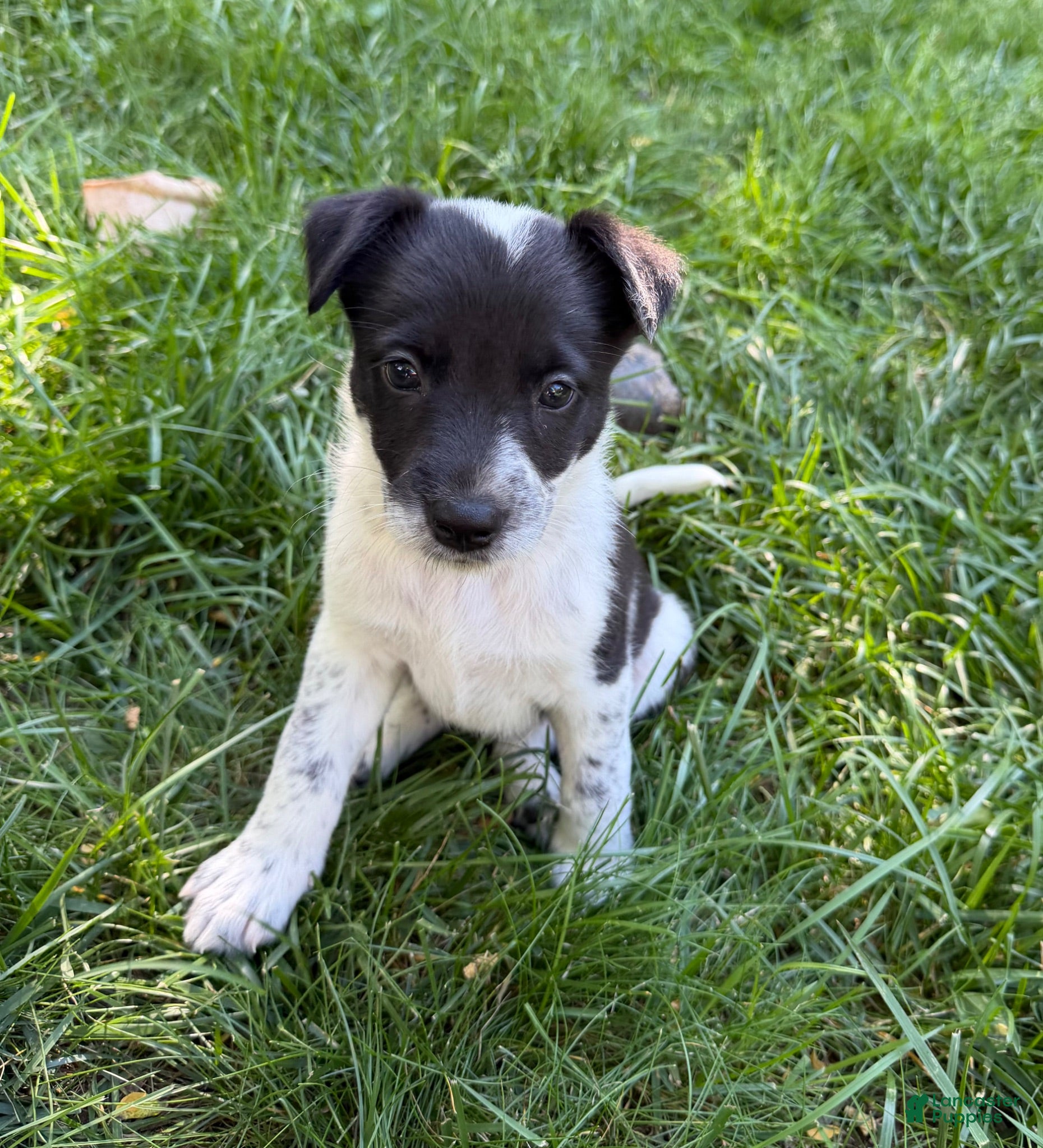 Mixed Breed dogs for sale: Puppy  4 - Ad 3