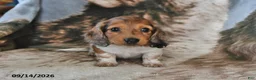 Miniature Dachshund dogs for sale: Snuggles    - Ad 2