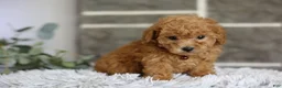 Toy Poodle dogs for sale: Reese  - Ad 5