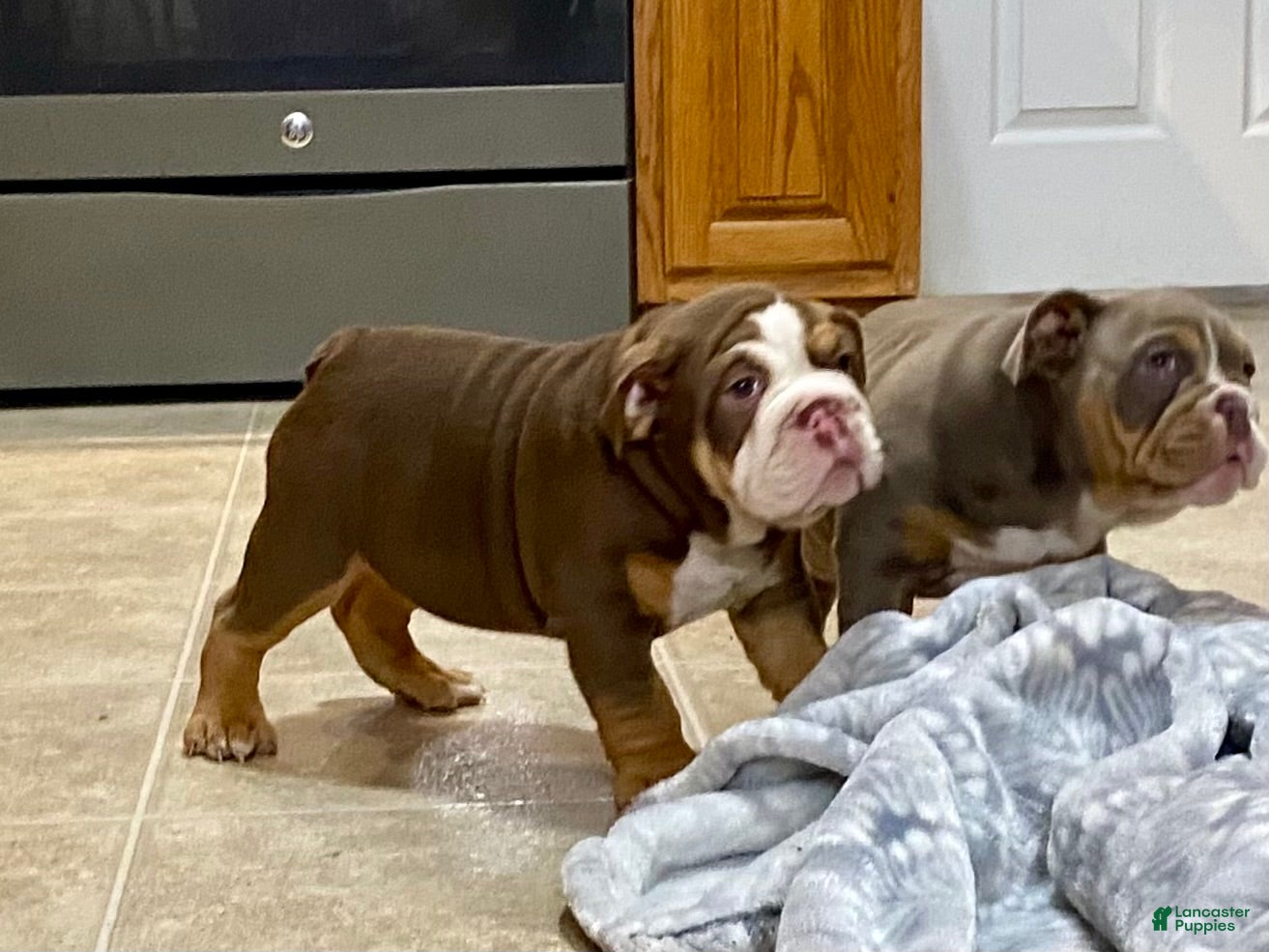English Bulldog dogs Loverboy - Ad 1