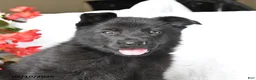German Shepherd dogs for sale: Mabel - Ad 3