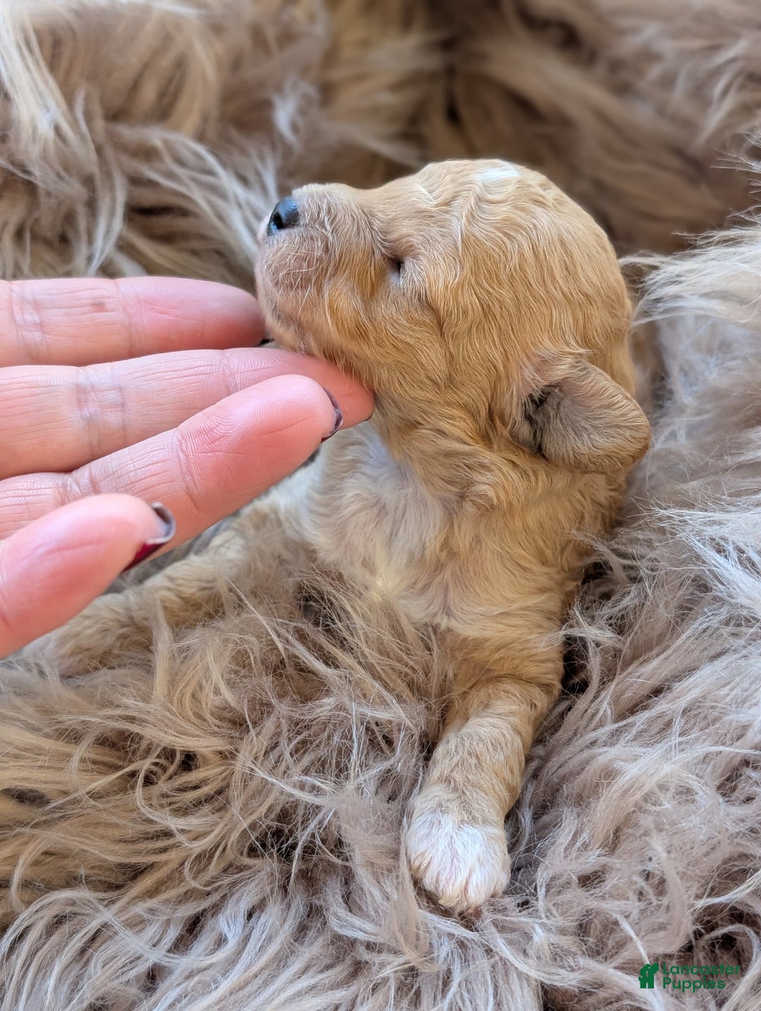 Toy Poodle dogs for sale: HARRY - Ad 6