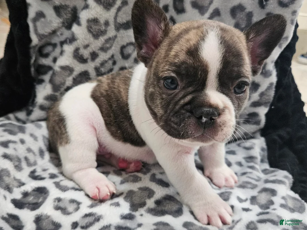French Bulldog dogs for sale: Gaston  - Ad 1