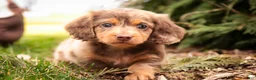 Miniature Dachshund dogs for sale: Simba - Ad 7
