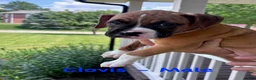 Boxer dogs for sale: Clovis  - Ad 1
