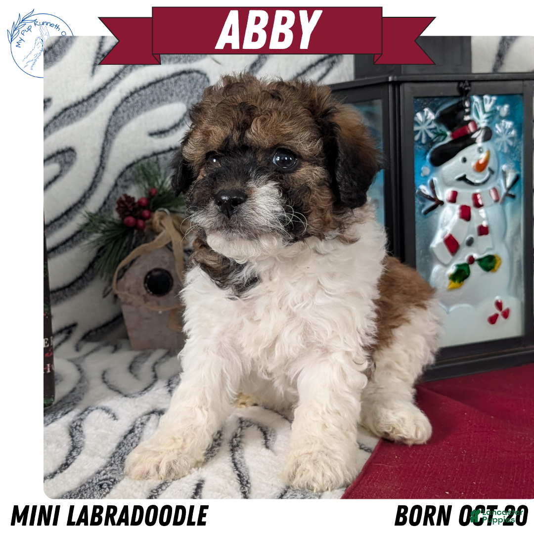 Mixed Breed dogs Abby - Ad 34