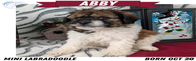 Abby