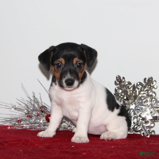 Jack Russell Terrier dogs PeppermintPatty - Ad 20