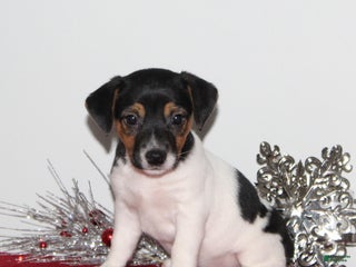Jack Russell Terrier dogs PeppermintPatty - Ad 32