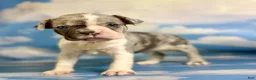 Frenchton dogs for sale: Loki - Ad 1