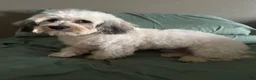 Havapoo dogs for sale: Havapoo Puppy 1 - Ad 3