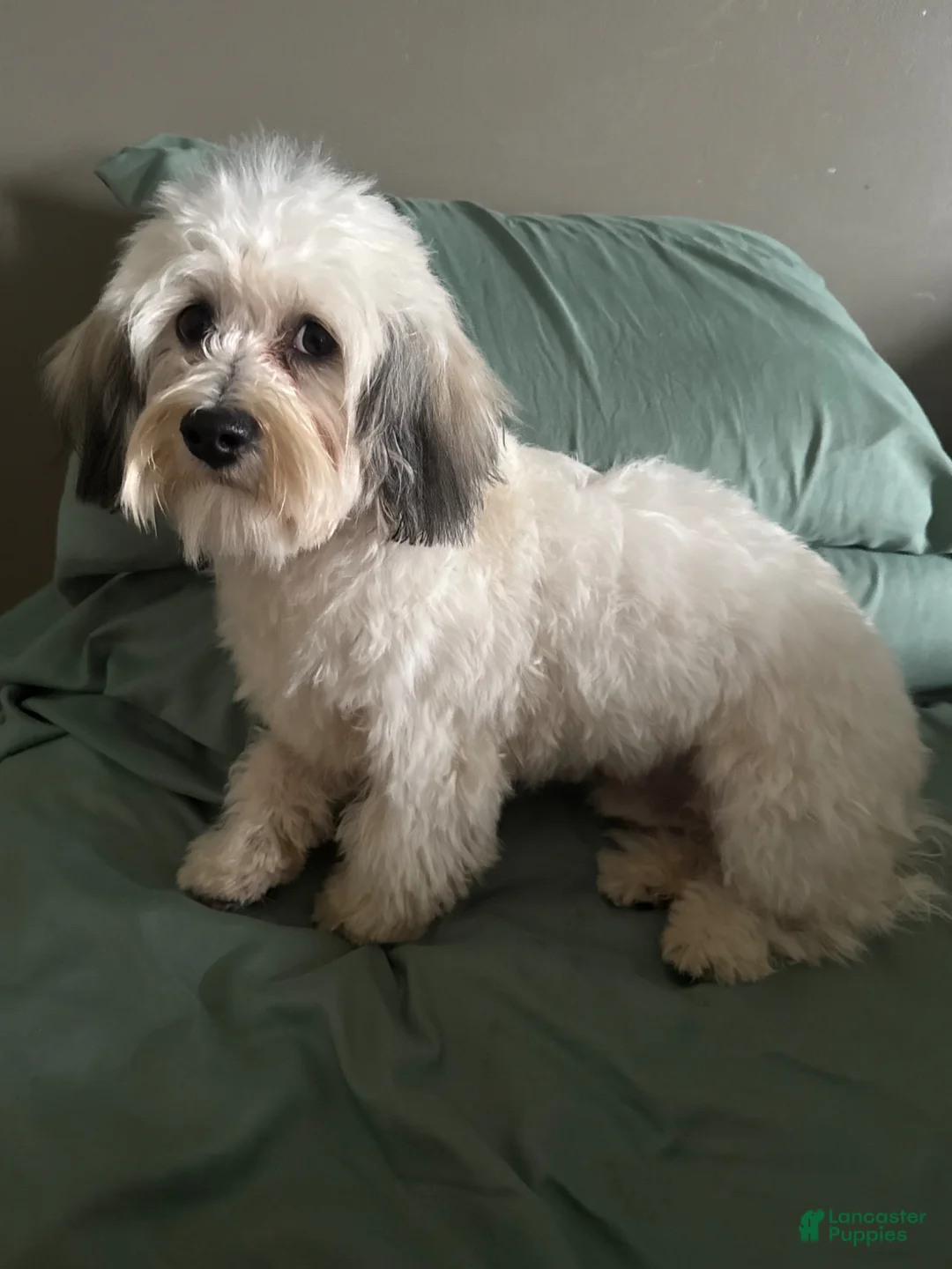 Havapoo dogs for sale: Havapoo Puppy 1 - Ad 3