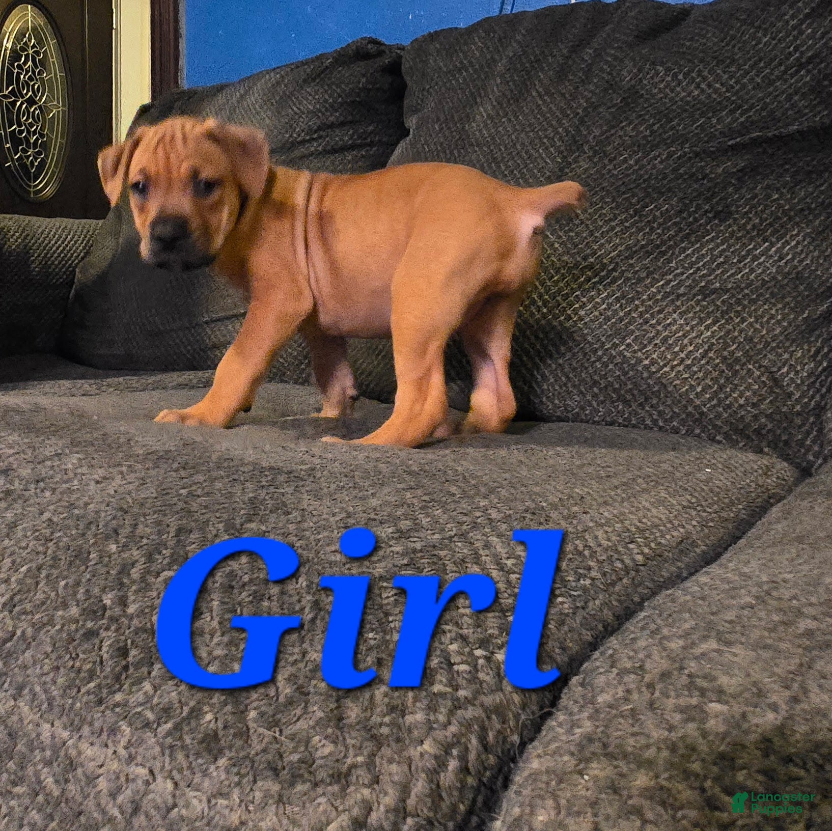 Cane Corso dogs Cane Corso Puppy 11 - Ad 16