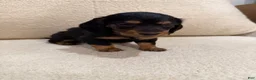 Miniature Dachshund dogs for sale: Miniature Dachshund 1 - Ad 5