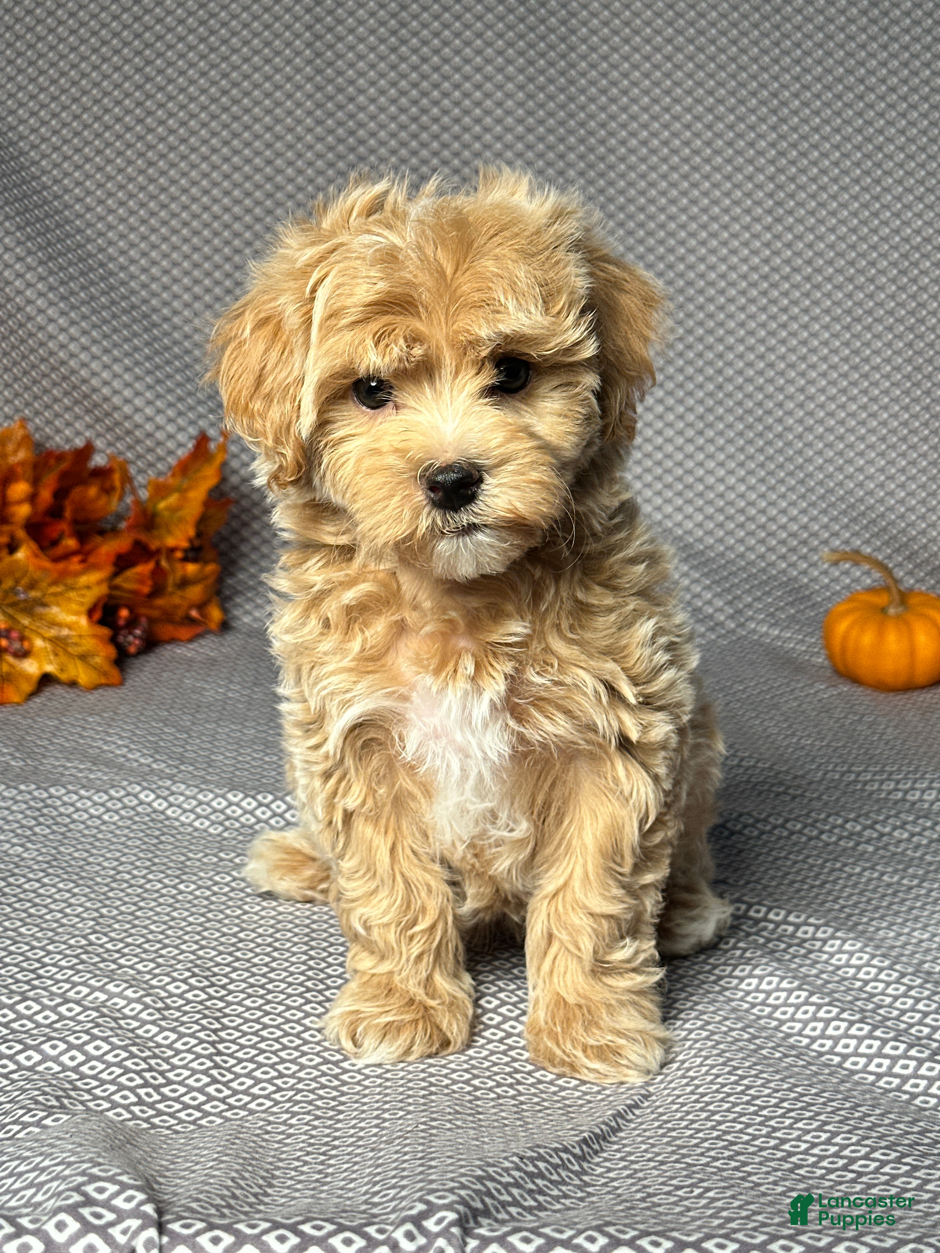 Maltipoo Puppies for sale in Toledo, Ohio Lancaster Puppies