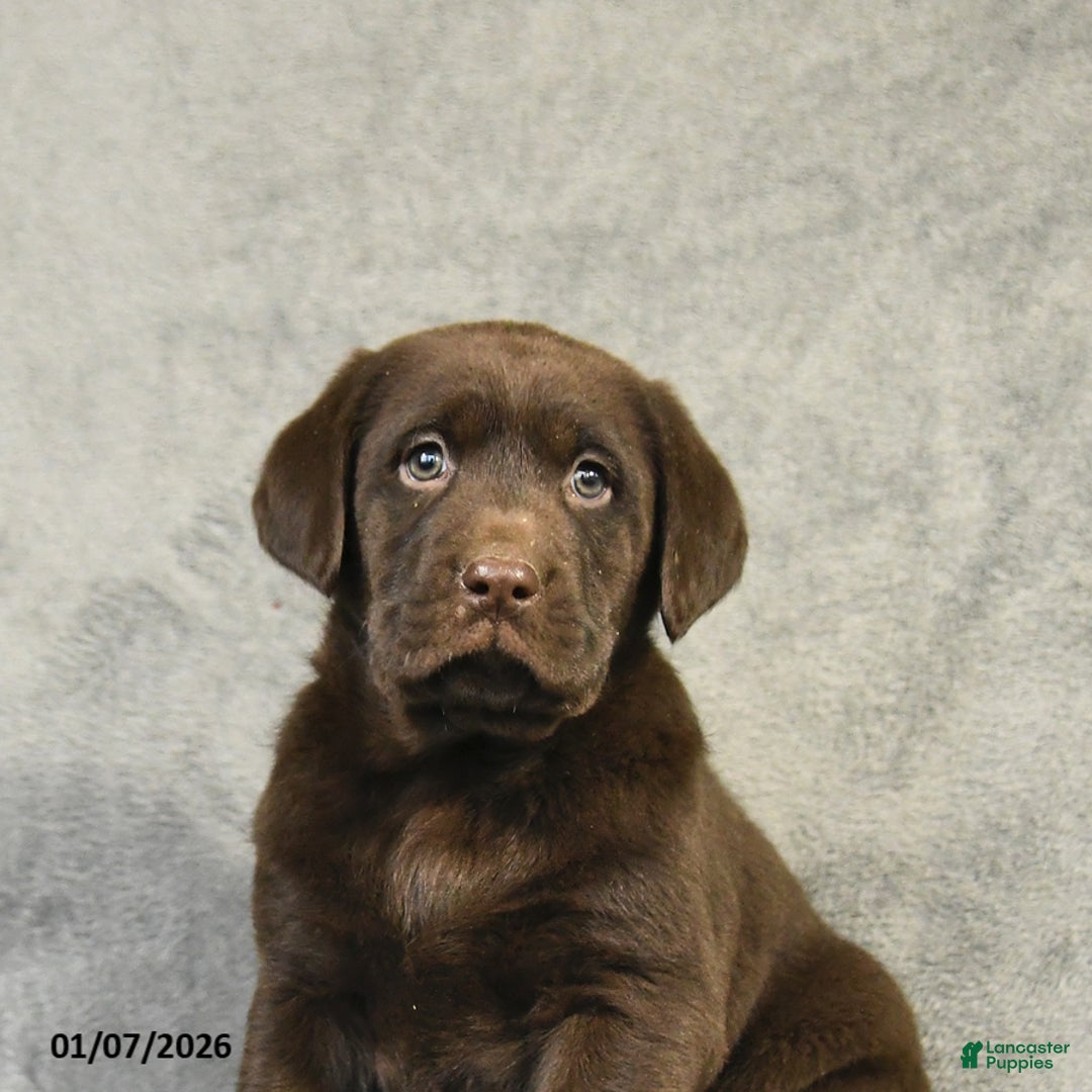 Labrador Retriever dogs for sale: Barkley - Ad 2