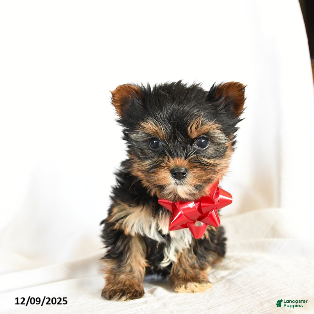 Yorkshire Terrier dogs for sale: Checkers - Ad 3