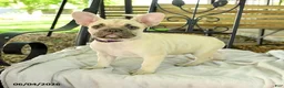 French Bulldog dogs for sale: Delightful Doris - Ad 3