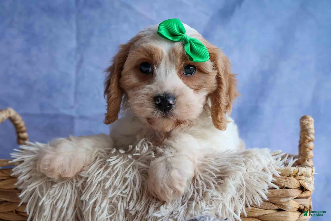 Cavachon dogs for sale: RANDY - Ad 1