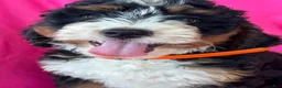 Mini Bernedoodle dogs for sale: OAKLEY - Ad 10