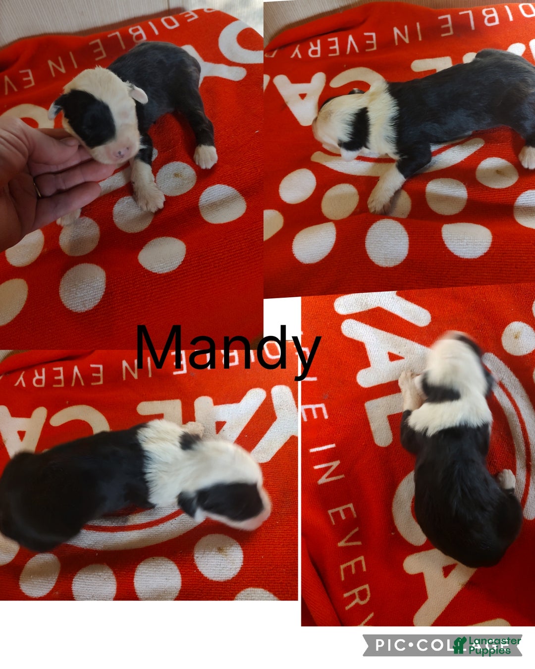 Old English Sheepdog dogs for sale: Old English Sheepdog Puppy 8 - Ad 1