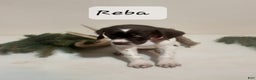 German Shorthaired Pointer dogs for sale: Reba - Ad 3