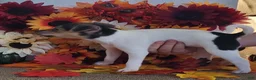 Rat Terrier dogs for sale: Dolly *Updated photos* - Ad 9