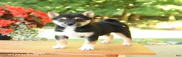 Shiba Inu dogs for sale: Kim  - Ad 5