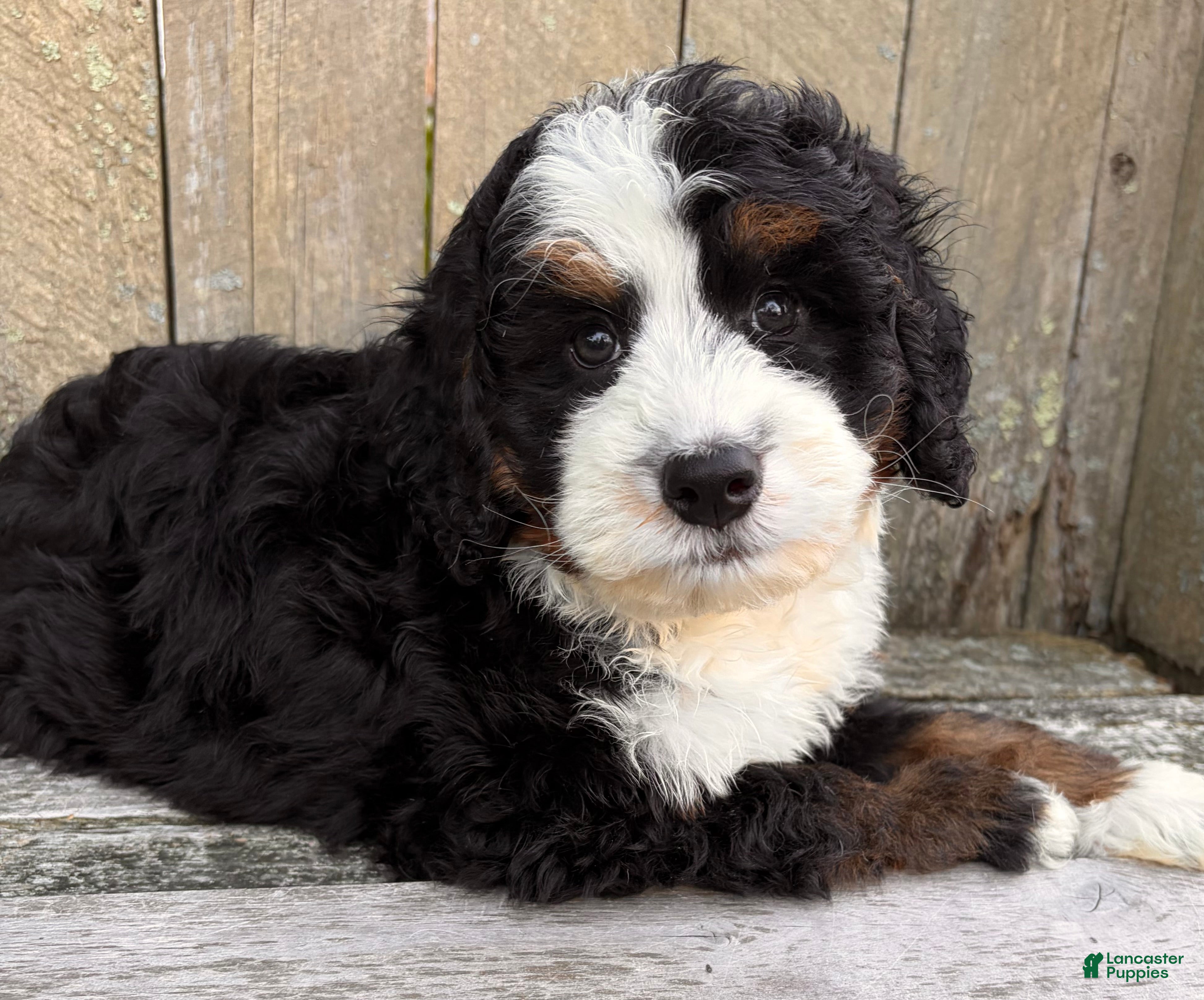 Mini Bernedoodle dogs 🩵IN BOSTON MASSACHUSETTS AREA🩵TRADITIONAL TRI COLOR🩵MINI BERNEDOODLE🩵 - Ad 2