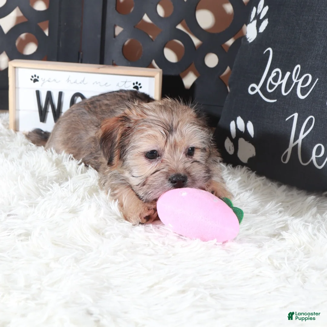 Shorkie dogs for sale: Abby Precious Female Shorkie - Ad 4
