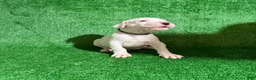 Dogo Argentino dogs for sale: Green male  - Ad 2
