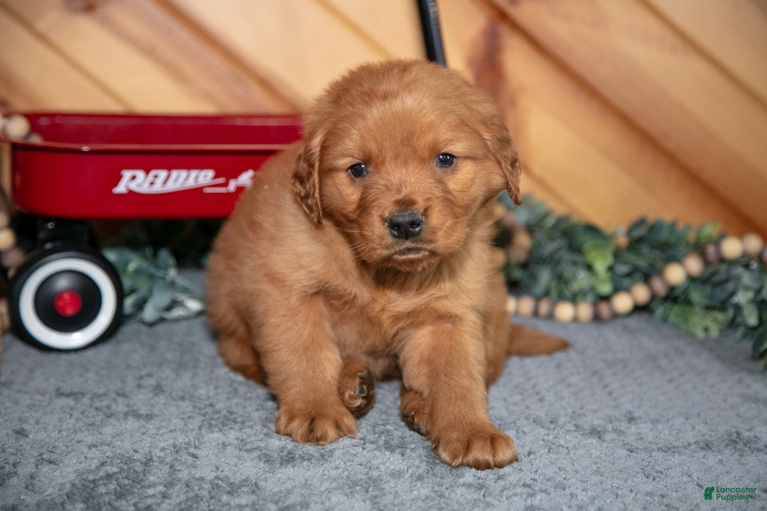 Golden Retriever dogs for sale: Milo - Ad 2