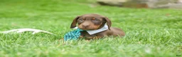 Doberman Pinscher dogs for sale:  Dexter (Red Rust)🐶 - Ad 4