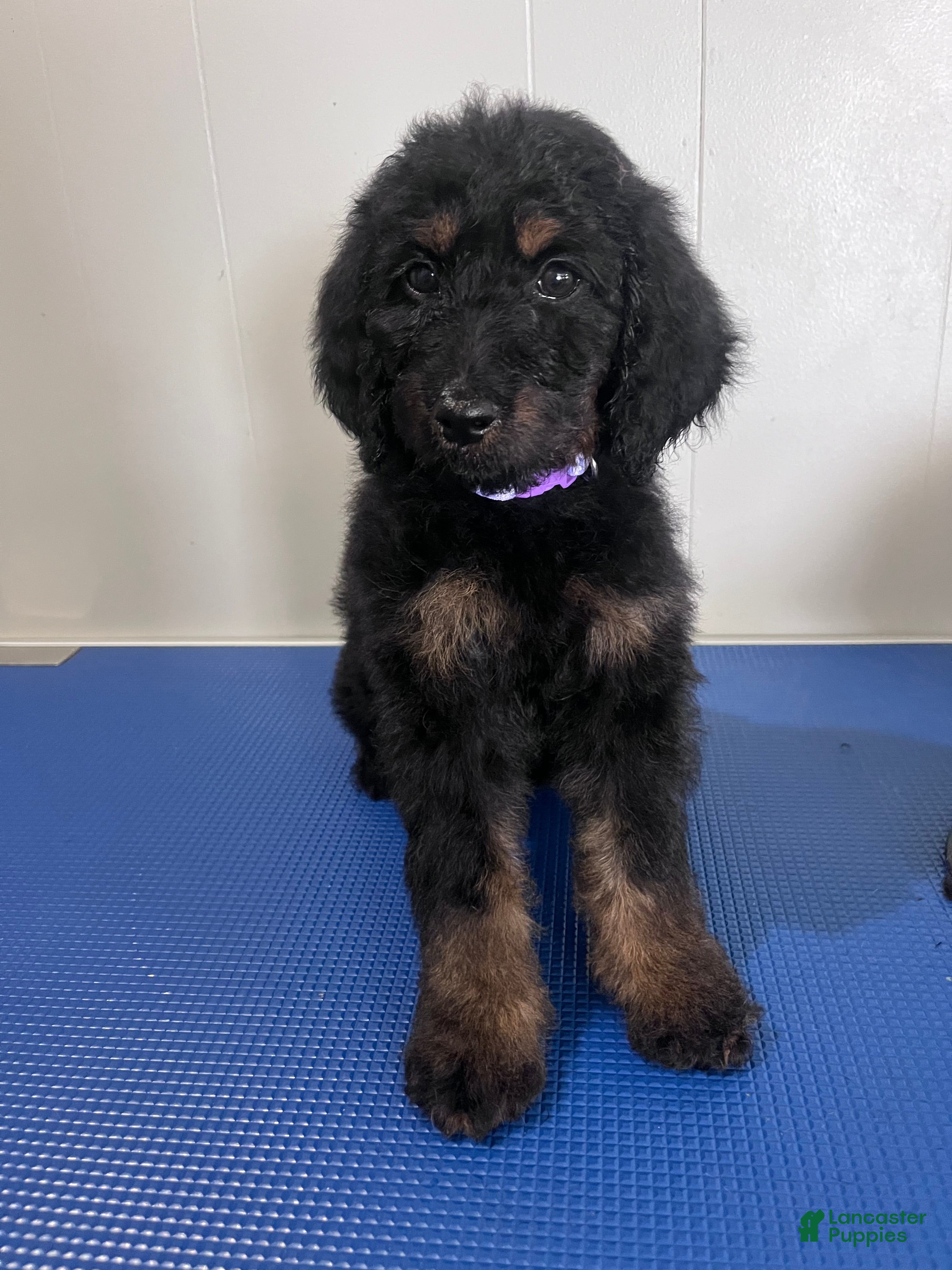 Goldendoodle dogs Purple  - Ad 1