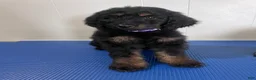 Goldendoodle dogs for sale: Purple  - Ad 1