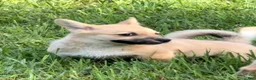 Mixed Breed dogs for sale: Spunky - Ad 2
