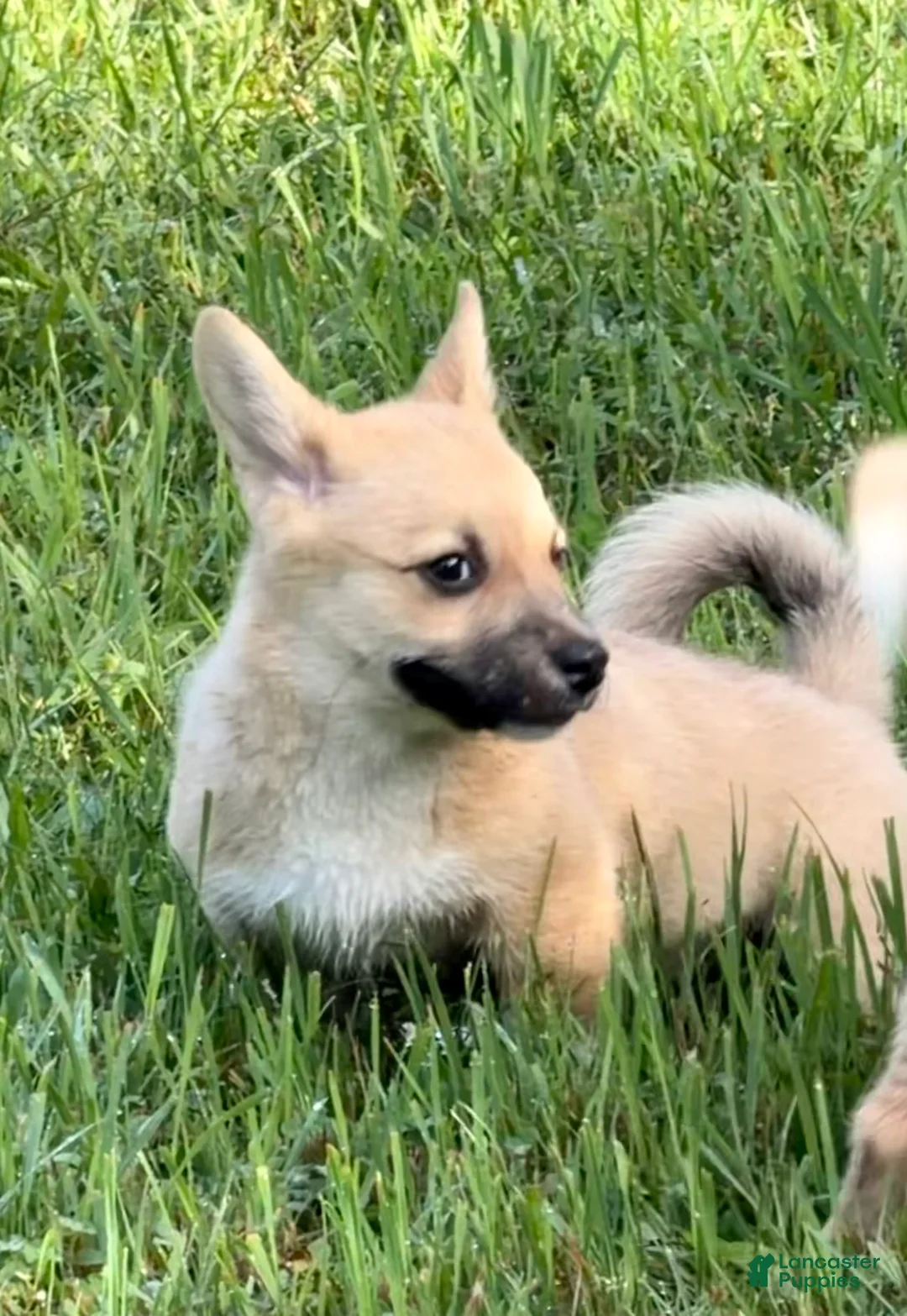 Mixed Breed dogs for sale: Spunky - Ad 2