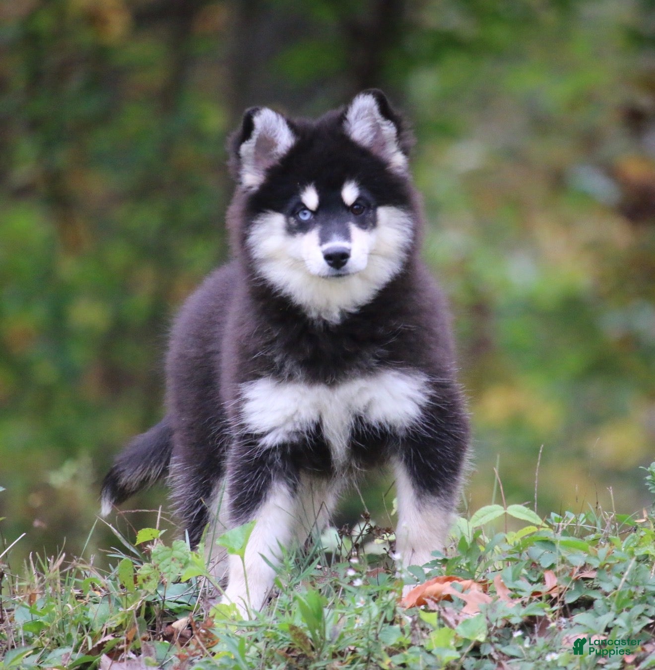 Pomsky dogs for sale: Sylveon - Ad 1