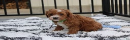 Cavapoo dogs for sale: Everett - Ad 5