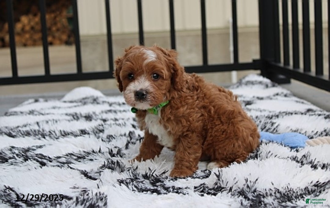 Cavapoo dogs for sale: Everett - Ad 5