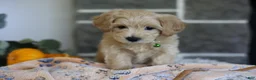 Maltipoo dogs for sale: Beanie - Ad 4