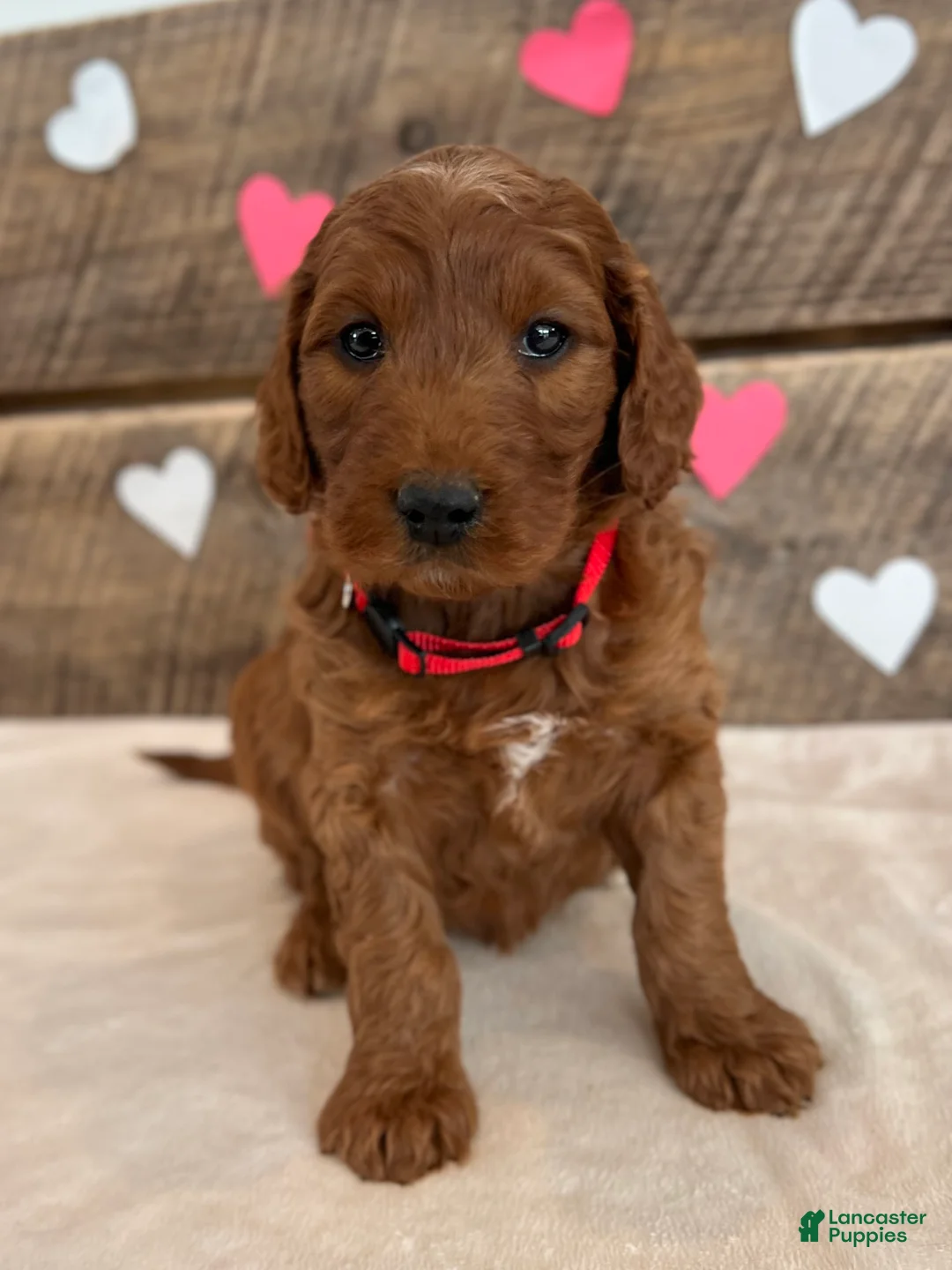 Irish Doodle dogs for sale: Scarlett - Ad 9