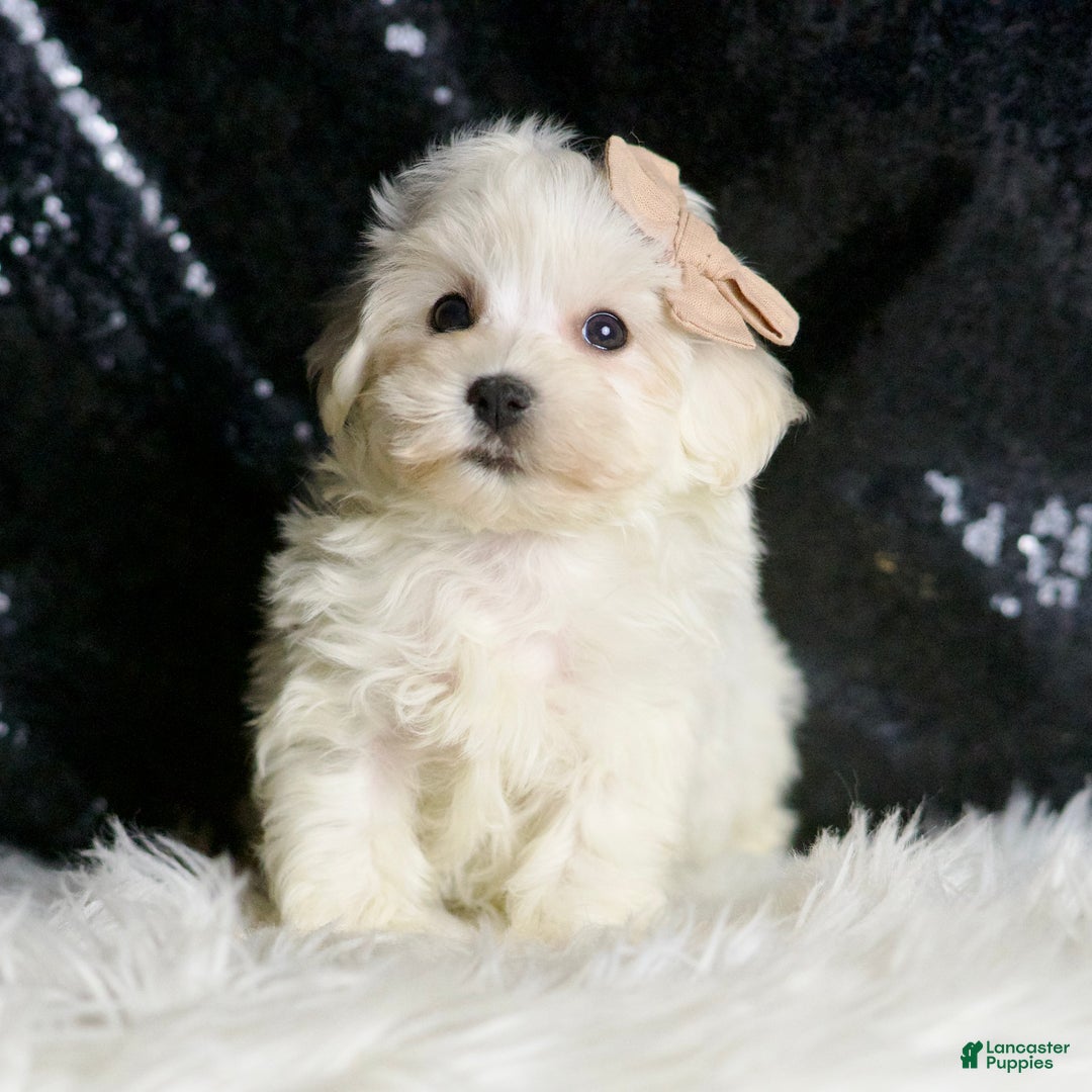 Maltipoo dogs for sale: Cloudpuff - Ad 2