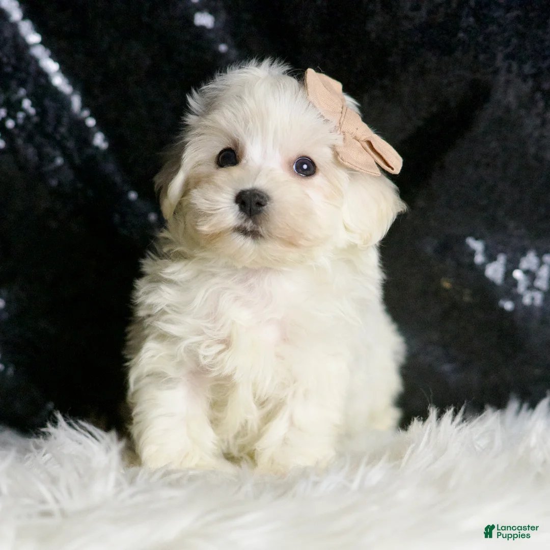 Maltipoo dogs for sale: Cloudpuff - Ad 2