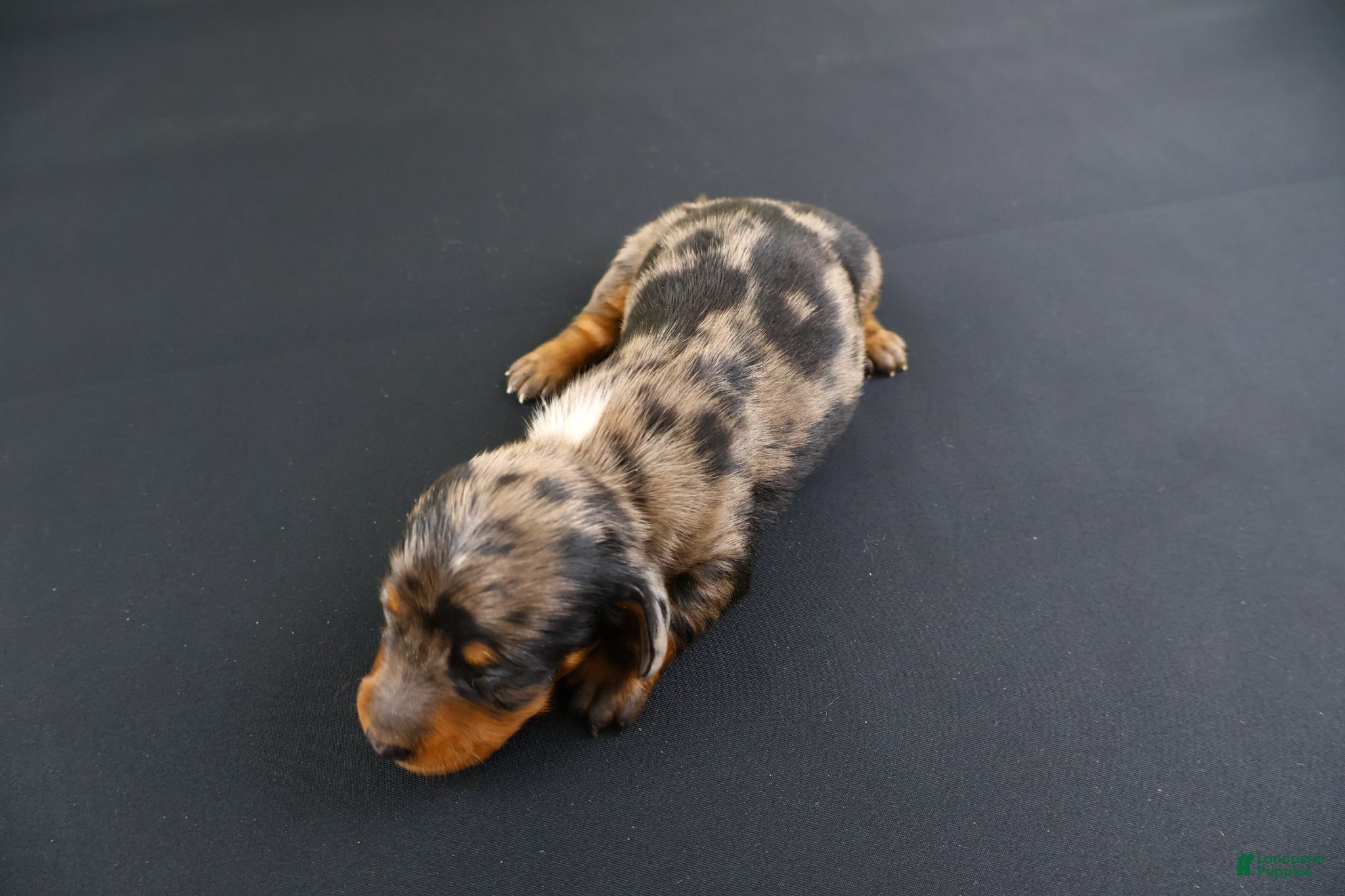 Miniature Dachshund dogs Miniature Dachshund Puppy 3 - Ad 1