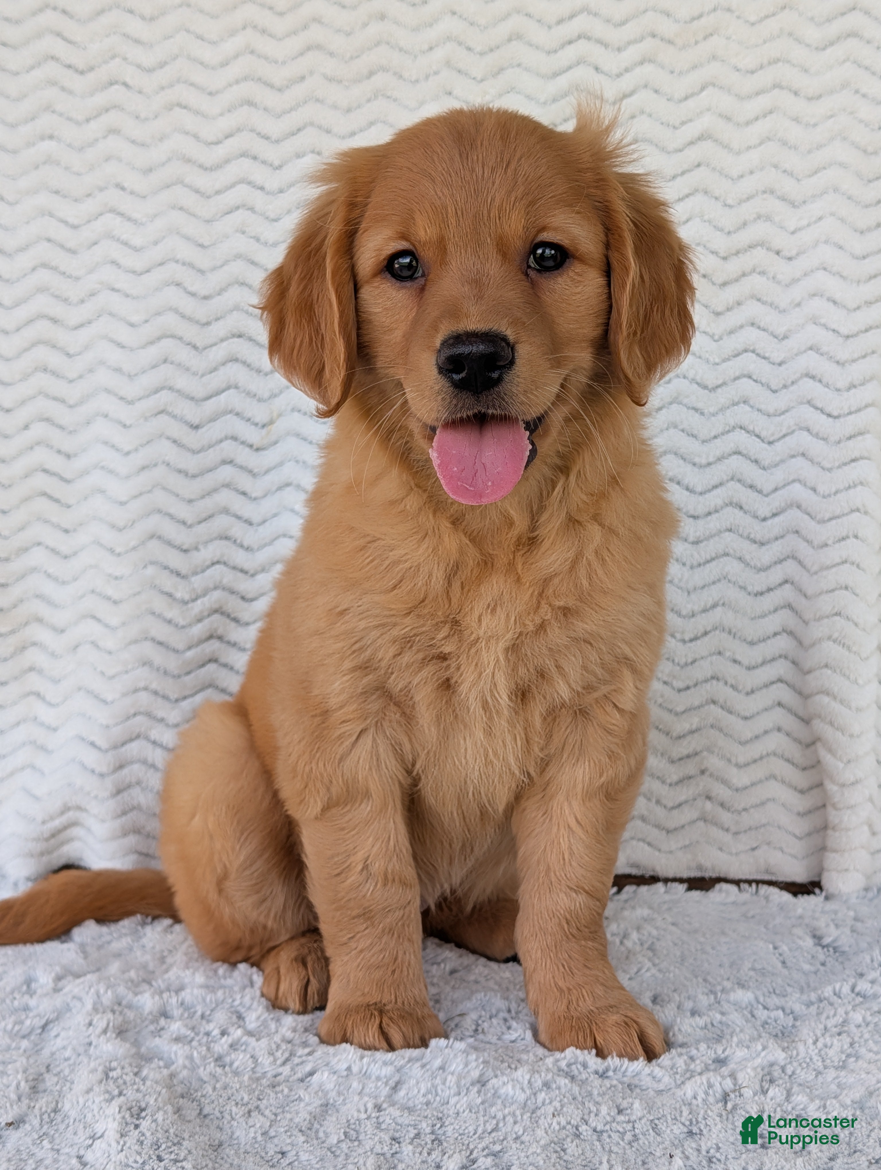 Golden Retriever dogs Miss Pippa  - Ad 2