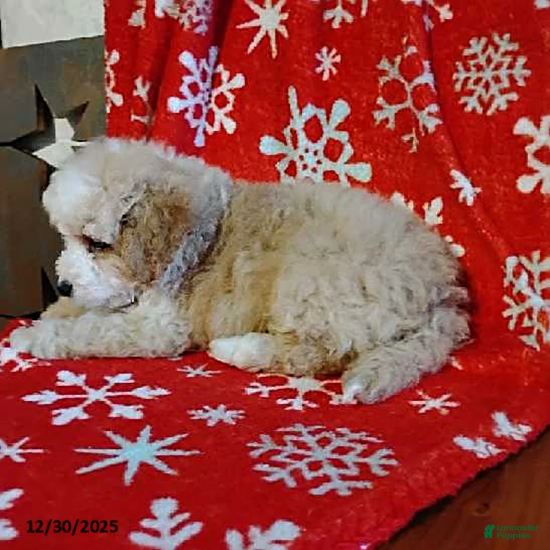 Mini Bernedoodle dogs for sale: Richie - Ad 9