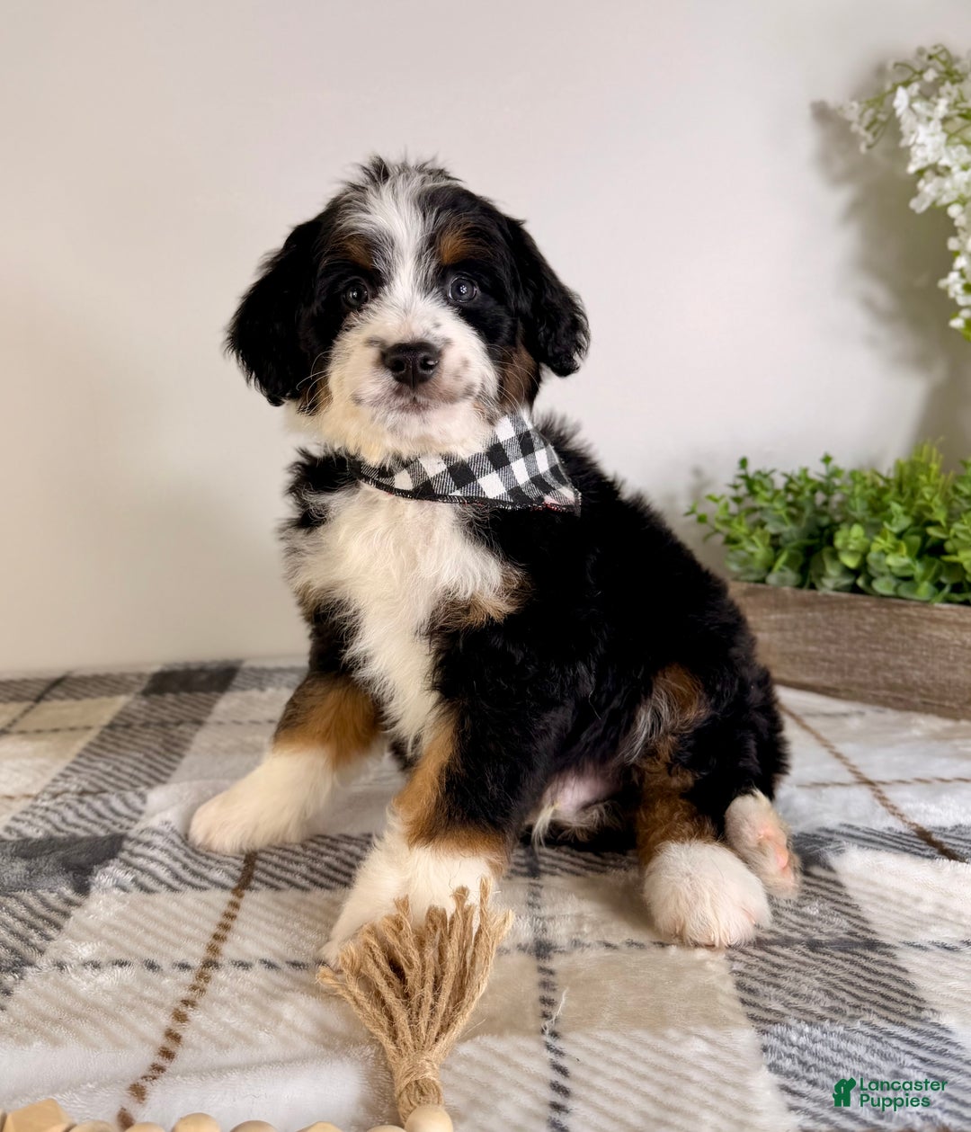 Bernedoodle dogs for sale: Bernard - Ad 3