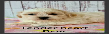 Tender heart Bear